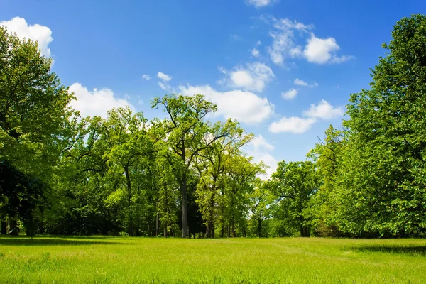 güzel yaz yeşil orman