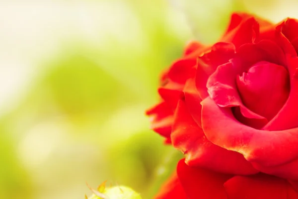 Mooie fijne rode roos — Stockfoto