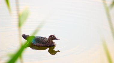 Yalnız yaban ördeği