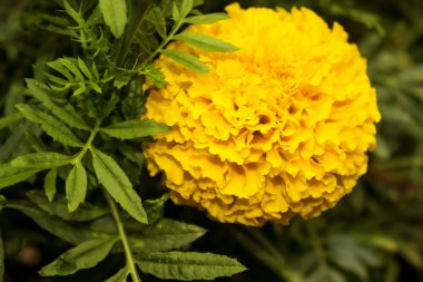 Yalnız parlak ve güzel kadife çiçeği