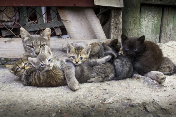 Mother cat and kittens — Stock Photo, Image