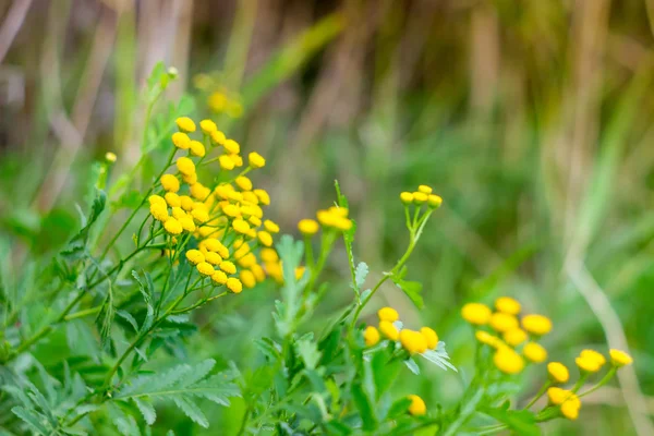 Little yellow meadow flowers — Stock Photo, Image