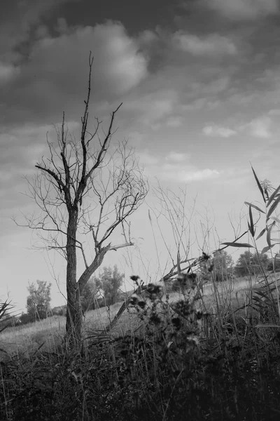 Lone dry dead tree — Stock Photo, Image