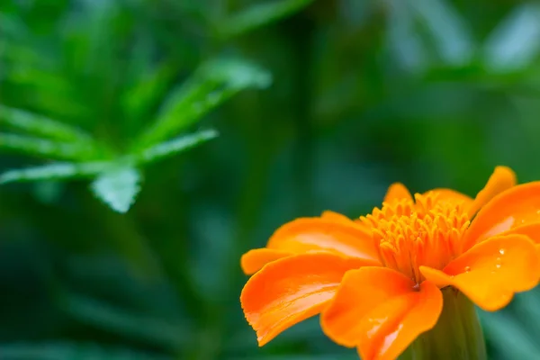 bright and beautiful marigold