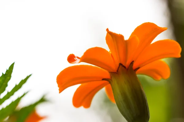 Bright and beautiful marigold — Stock Photo, Image