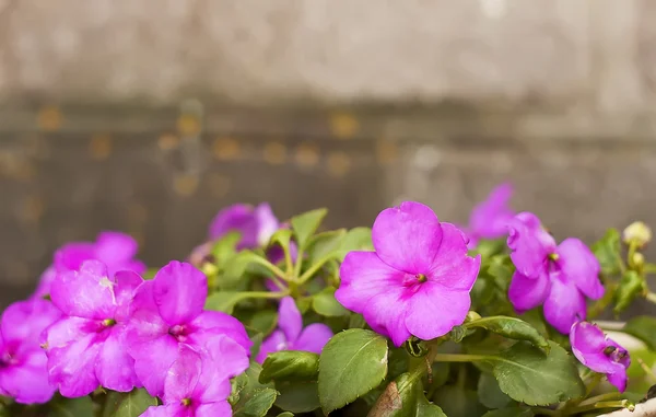 Impatiens bloem een — Stockfoto