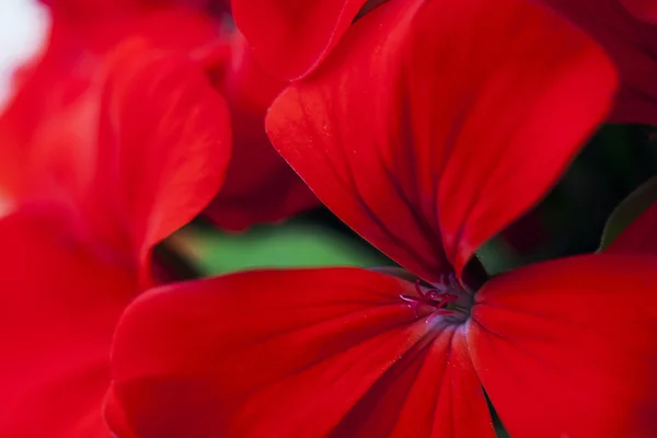 Пеларгонія квіти — стокове фото