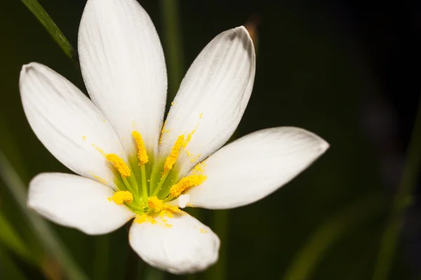 Narcissus b — Stockfoto