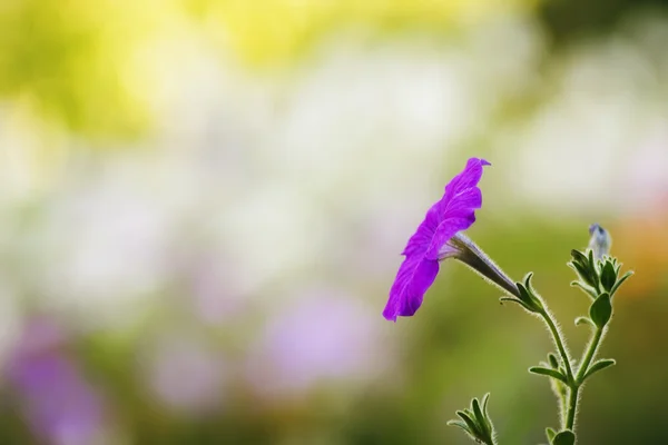 Petunia-bloem — Stockfoto