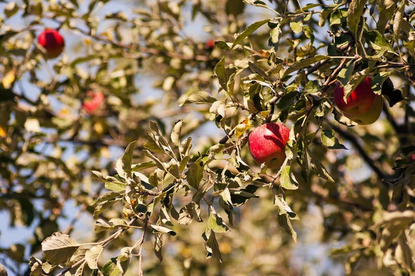 Яблоко на дереве — стоковое фото