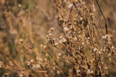 Dulavratotu çiçekler