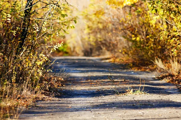 古老的杂草丛生的道路 — 图库照片