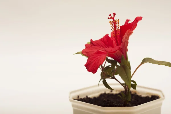 Plant with red flower — Stock Photo, Image