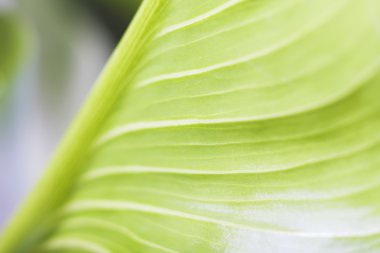 Genç yeşil yaprak 1