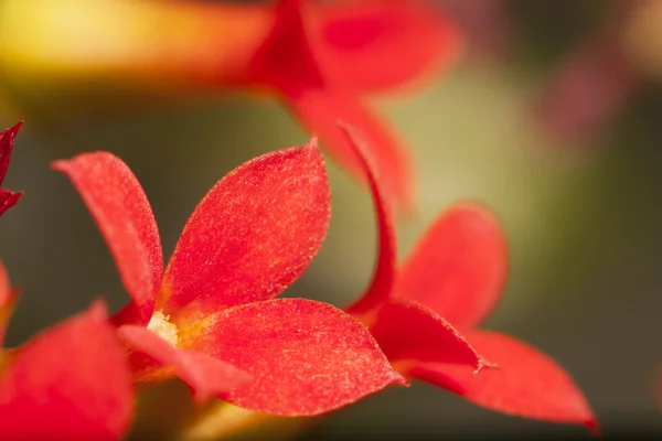赤い花イクソラ 1 — ストック写真