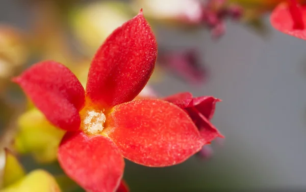 Flor roja Ixora 2 — Foto de Stock