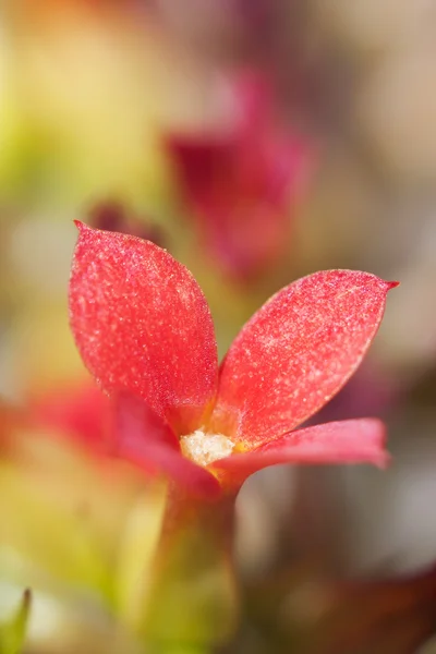 Czerwony kwiat, Ixora 3 — Zdjęcie stockowe