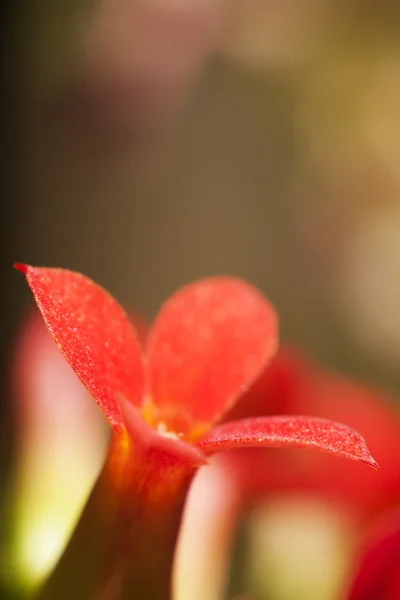 Flor roja Ixora 5 — Foto de Stock