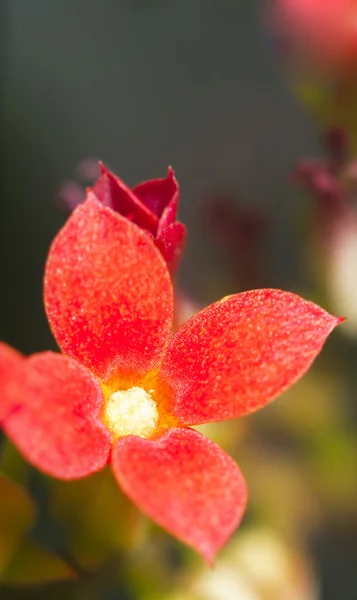 赤い花イクソラ — ストック写真