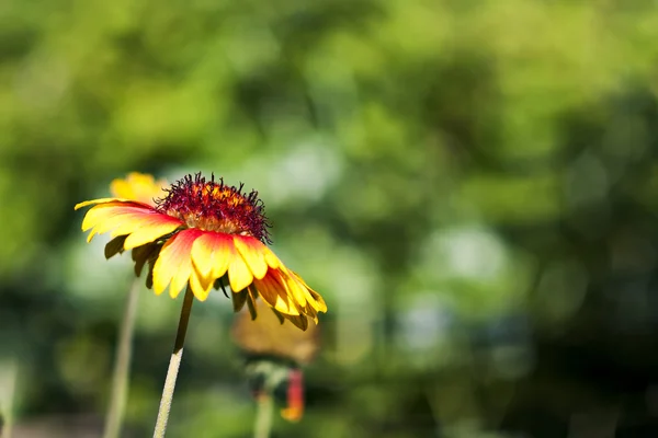 Echinacea — Stockfoto