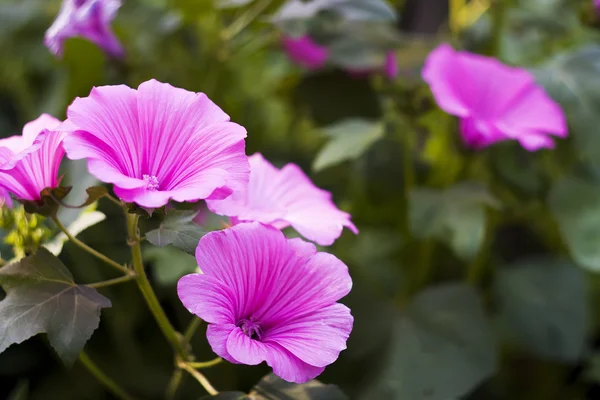 Pink flo — Stock Photo, Image