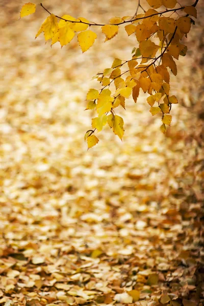 gold autumn 1