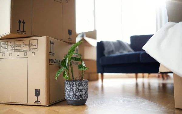 Close up of stacked removal boxes and house plants in lounge ready for moving in or moving out of home