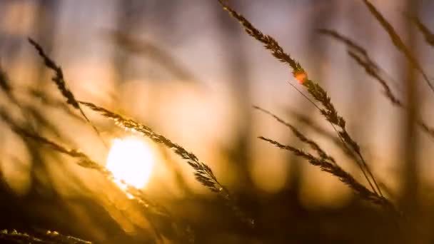 Gras zwaaiend in de zonsondergang — Stockvideo