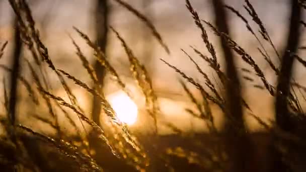 Herbe se balançant au coucher du soleil — Video