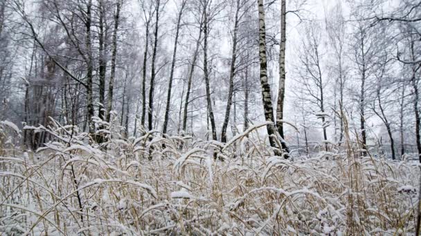 Det snöar i skogen — Stockvideo