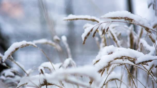 Es schneit im Wald — Stockvideo