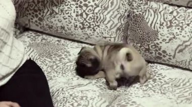 Bir kız ile kanepede oynarken Güzel pug köpek yavrusu