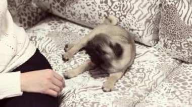 Bir kız ile kanepede oynarken Güzel pug köpek yavrusu