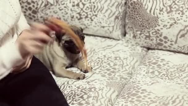 Lovely pug puppy playing on the couch with a girl — Stock Video