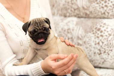 Bir kızla oynayan güzel pug köpek yavrusu