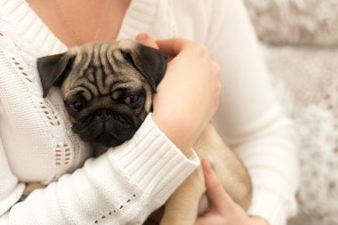 Bir kızla oynayan güzel pug köpek yavrusu