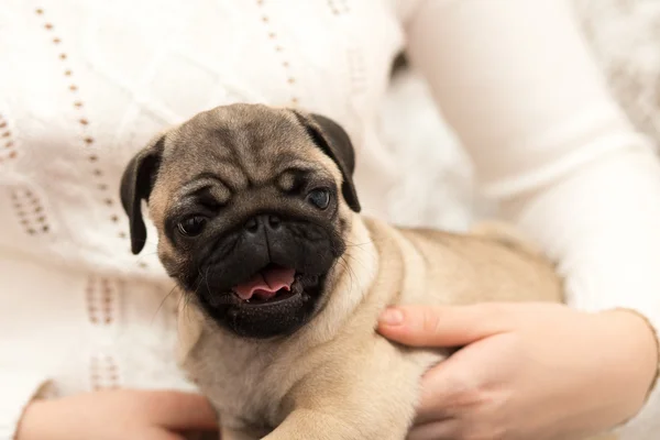 Bir kızla oynayan güzel pug köpek yavrusu — Stok fotoğraf