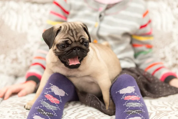 Bir kızla oynayan güzel pug köpek yavrusu — Stok fotoğraf