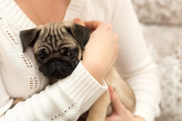 Hermoso cachorro de pug jugando con una chica — Foto de Stock