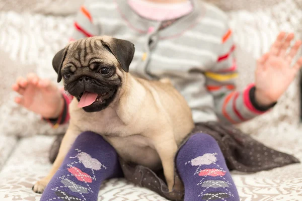 Hermoso cachorro de pug jugando con una chica — Foto de Stock