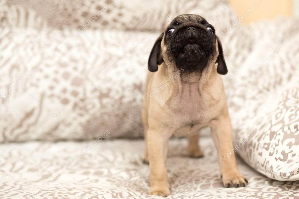 Lovely pug puppy playing with a girl