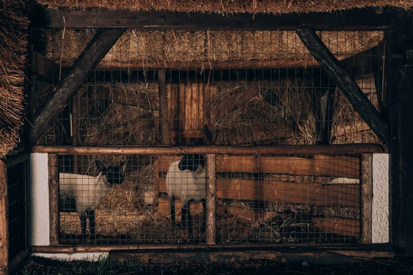 Two Sheep Pen Straw Fence Close Side View — Stock Photo, Image