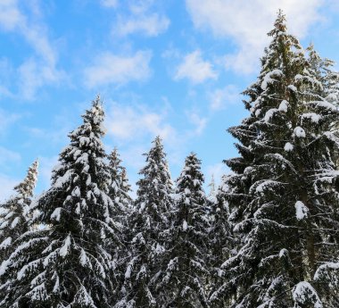 Karla kaplı çam ağaçlarının tepeleri. Ormanda mavi bir gökyüzü, yakın bir kenar görüş..