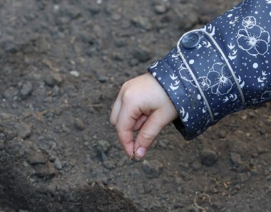 Çocuğun eli tohumu toprağa eker sol taraftaki yazı için yer açar, yakın taraftaki görünüm için.