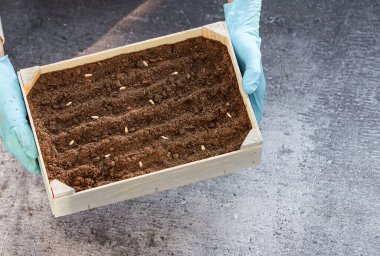 Bir adam solunda bir kutu toprak ve salatalık tohumu tutuyor beton bir arka plan üzerinde sağda yazı için yer var, yakın çekim üst görünümü için..