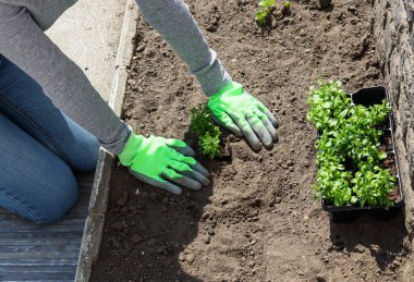 Kız dizlerinin üzerinde oturuyor ve bahçe eldivenleriyle toprak bitkisine dikiliyor, yakından bakıyor..