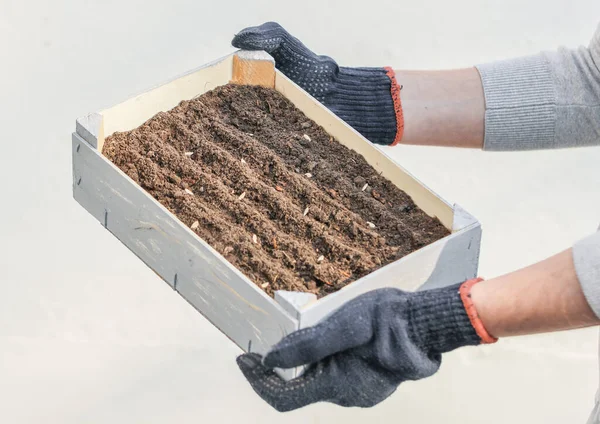 The man is holding a box with earth and seeds of cucumbers, side view close-up.