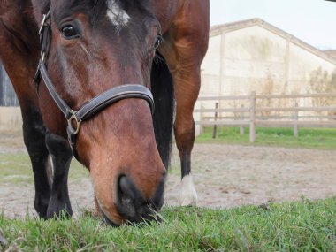 Tarlada çimen yiyen bir atın portresi. Sağda yazı için yeri var. Yakın plan..