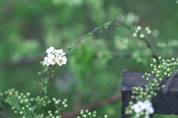 Blooming Pear Branch Iron Bar Garden Close Side View — Stock Photo, Image