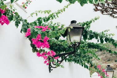 Bir sonbahar günü bir adada beyaz bir çit duvarından sarkan parlak pembe frenleri olan yeşil bir bougainvillea tırmanma bitkisine sahip bir sokak lambasının güzel bir yan görüntüsü. Kavram: güzel arka planlar, eski moda dekorlar.